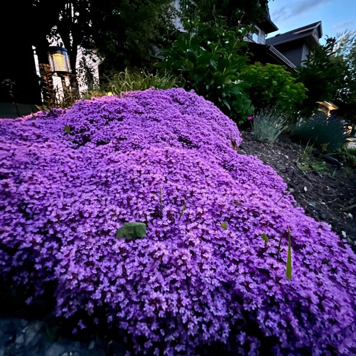 21000+ Magic Purple Creeping Thyme Seeds for Planting Ground Cover Plants Heirlo