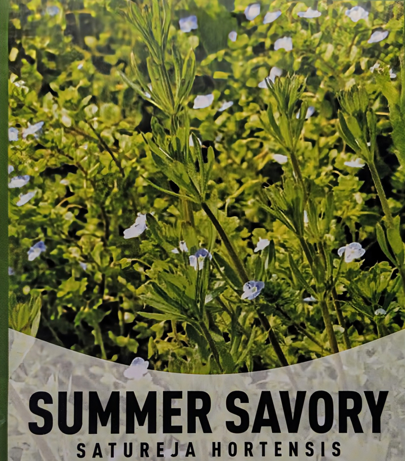 Summer Savory Satureja Hortensis Non-GMO Heirloom Seeds | Gardeners Basic | NEW