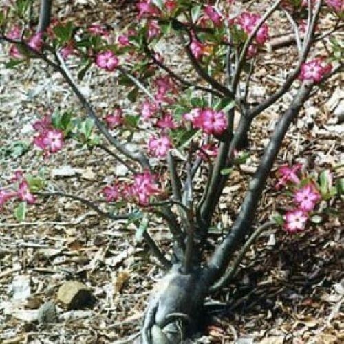 Adenium Somalense, “Black Somalense”, 25 seeds