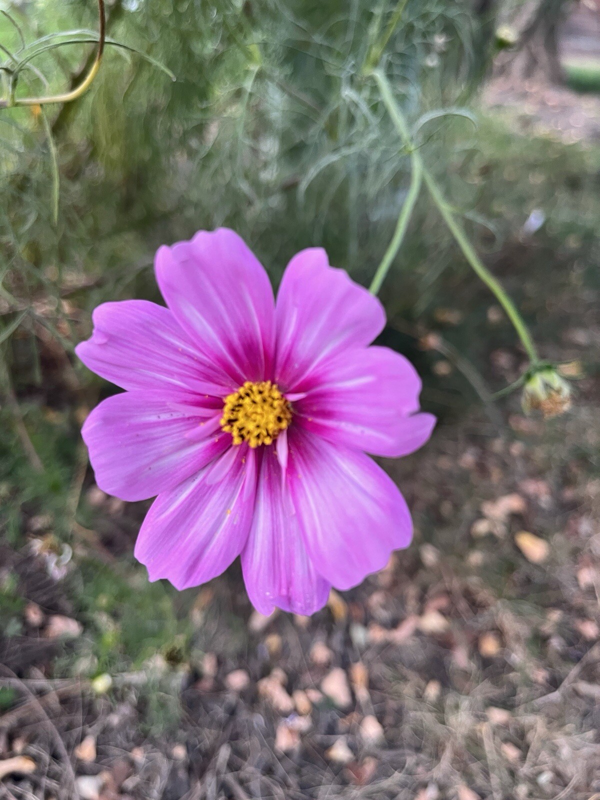 Cosmos