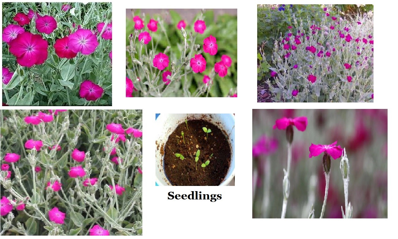 Pink Rose Campion Lychnis Wild Flowers 100 SEEDS USA Seller