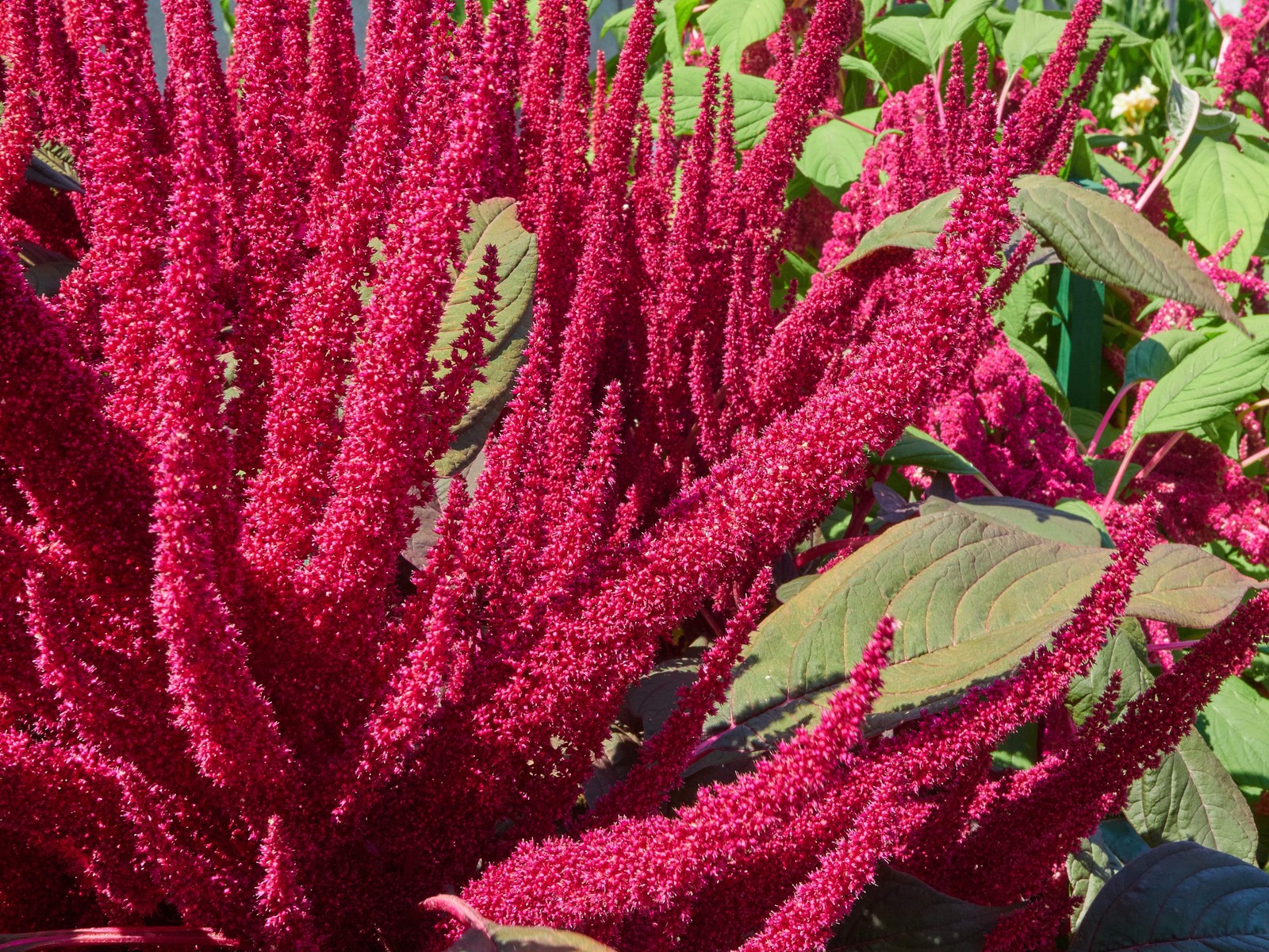 150 PYGMY TORCH AMARANTHUS Hypochondriacus Prince of Wales Feather Flower Seeds