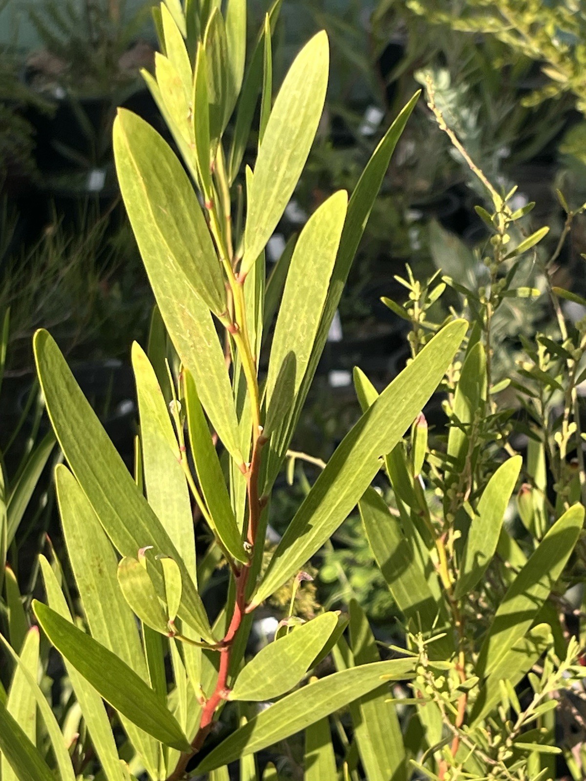 Acacia, Callistemon, Eucalyptus, Melaleuca, Seeds