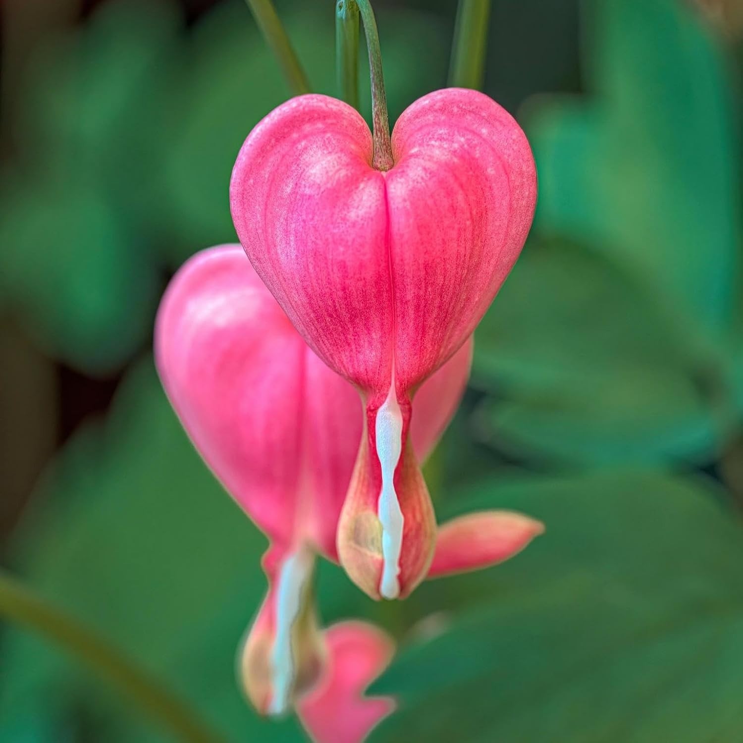 CarpetC 100+ Bleeding Heart Seeds for Planting, Dicentra Spectabilis Shade-Lovin