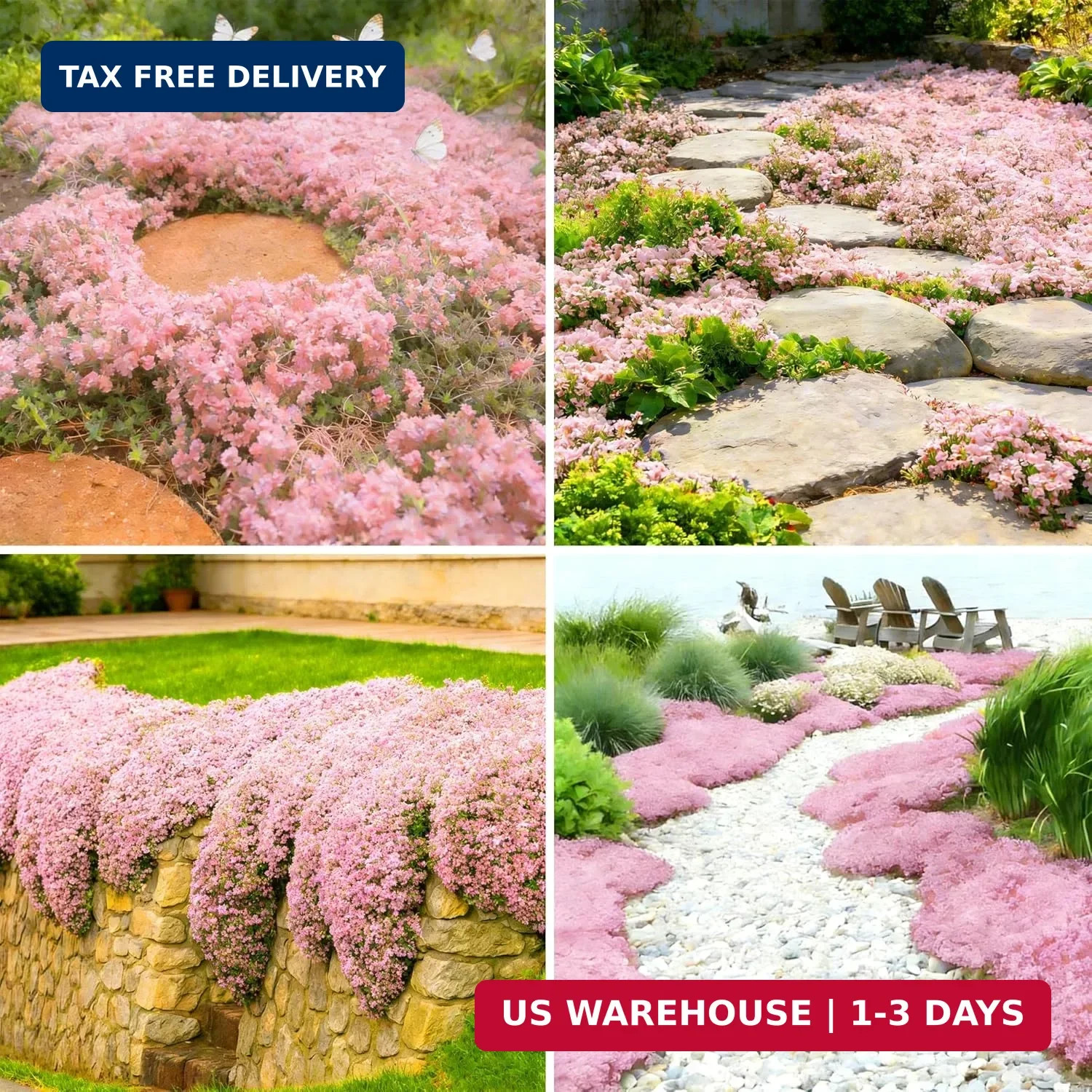 Pink Creeping Thyme Ground Cover Flower Seeds for Planting, 20003+pcs Perennial