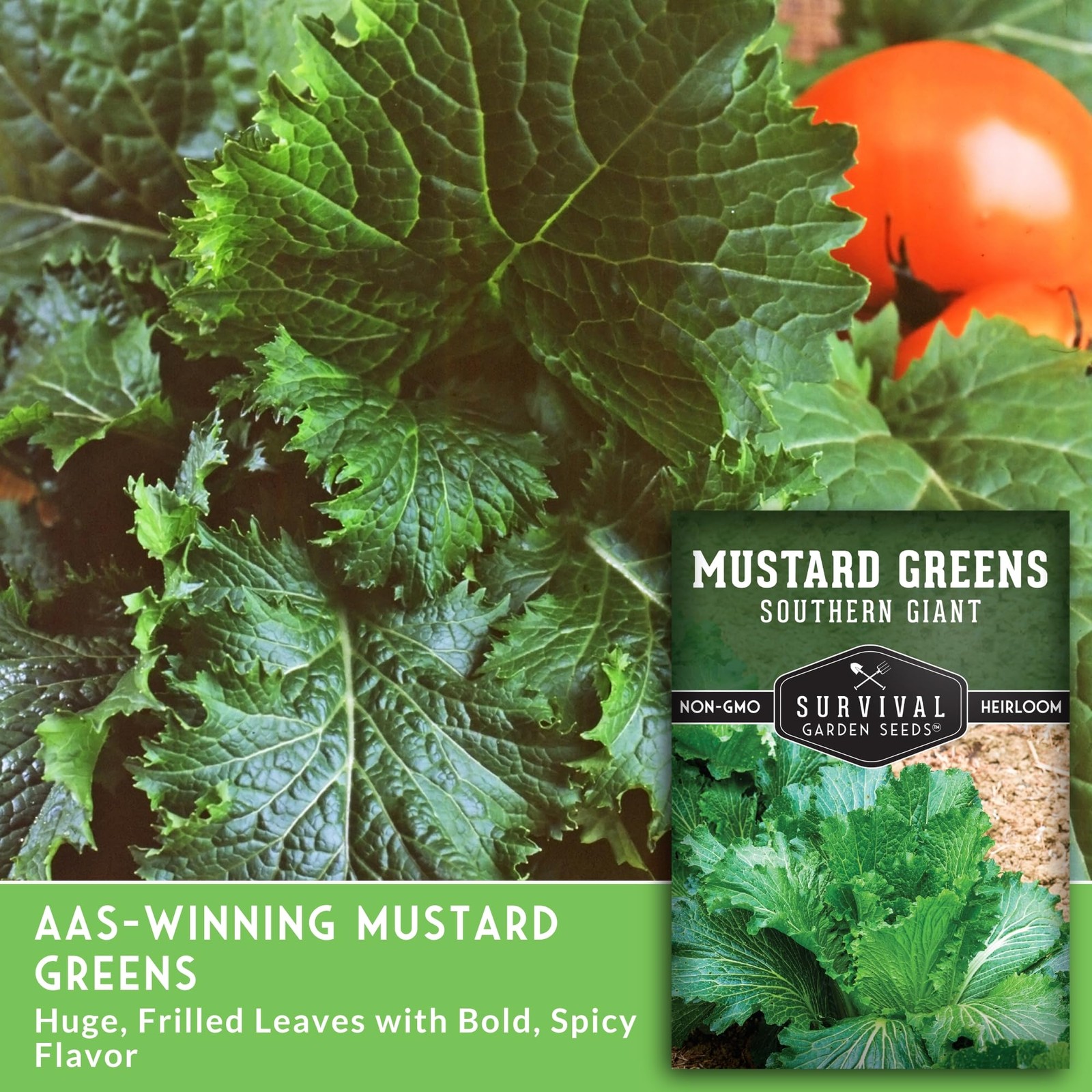 Giant Mustard Greens Seeds Heirloom Non GMO Spicy Heat Tolerant Slow Bolt Garden