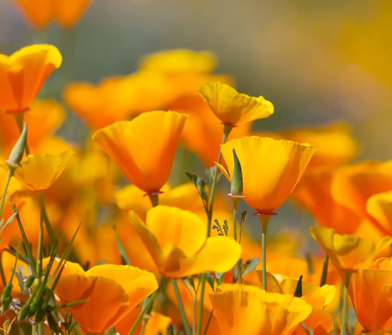 1,000 California Poppy Flower Seeds to Grow Eschscholtzia californica
