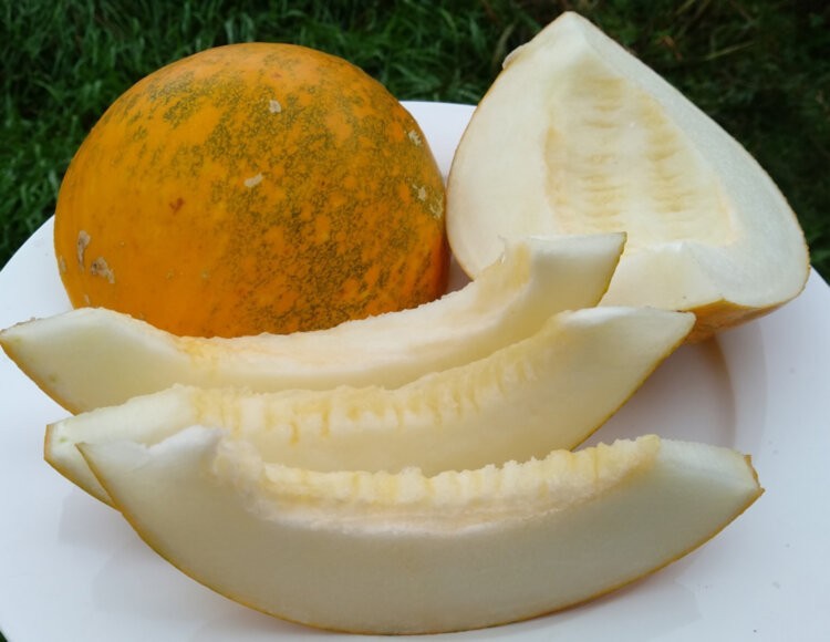 40 Heirloom Kazakh Melon Seeds – Very Sweet Slightly Crunchy – Very Fast Growing