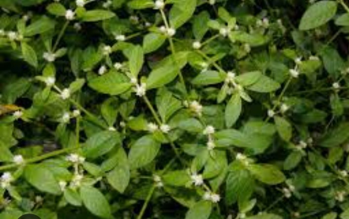 200+Sessile Joyweed/Ponnanganni/Mukunuwenna/Dwarf Copperleaf/Alternanthera Seeds