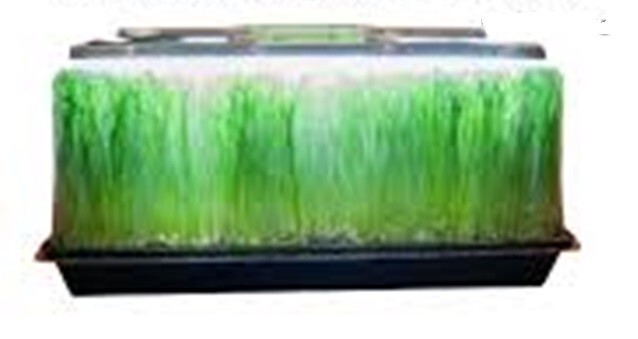 Cat Grass Seeds choose Rye, Oat or Blend seeds Quick Growth FAST Free Shipping
