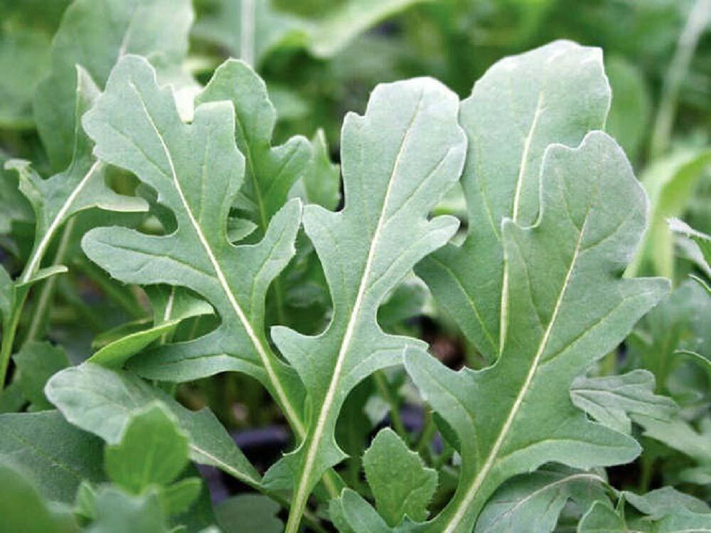 4 oz Arugula- NON GMO microgreen seeds for Sprouting Sprouts