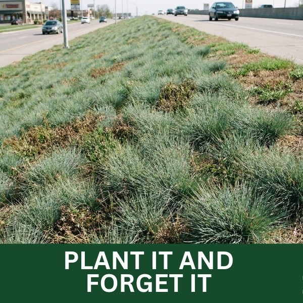 Old Cobblers Farm™ Wicked Tuff Turf Hard Fescue Grass Seed – Drought Resistant