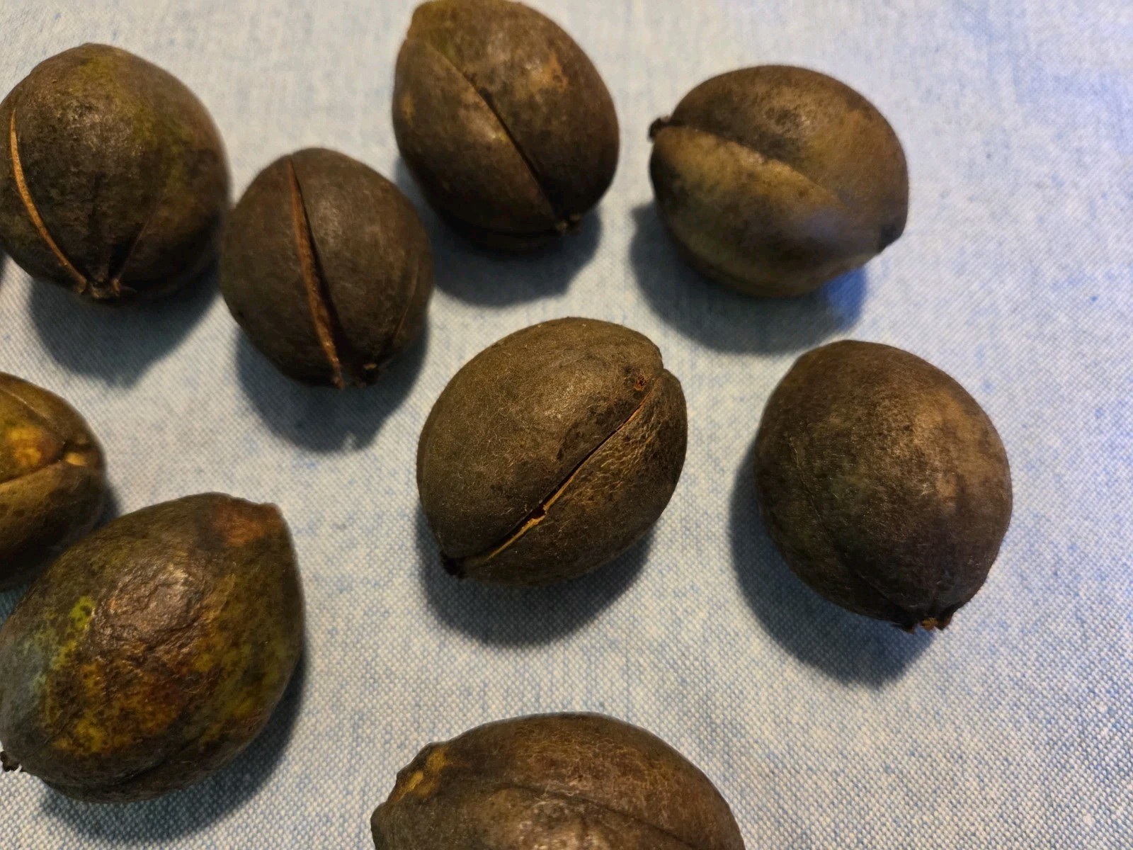 Hickory Nuts Lot of 10, Seed, Fall Decorating, Natural Animal Food