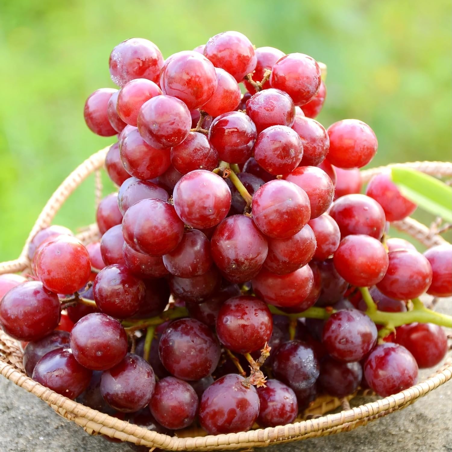 Grow 50+ Non-GMO Grape Seeds – Thrive in Sandy Soil with Full Sun Exposure