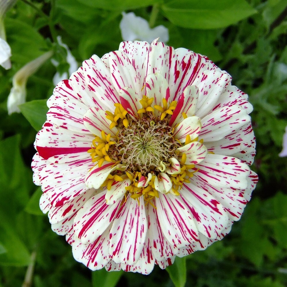 Zinnia Seeds – Peppermint Stick Mix, 100 Seeds Per Packet, Non-GMO