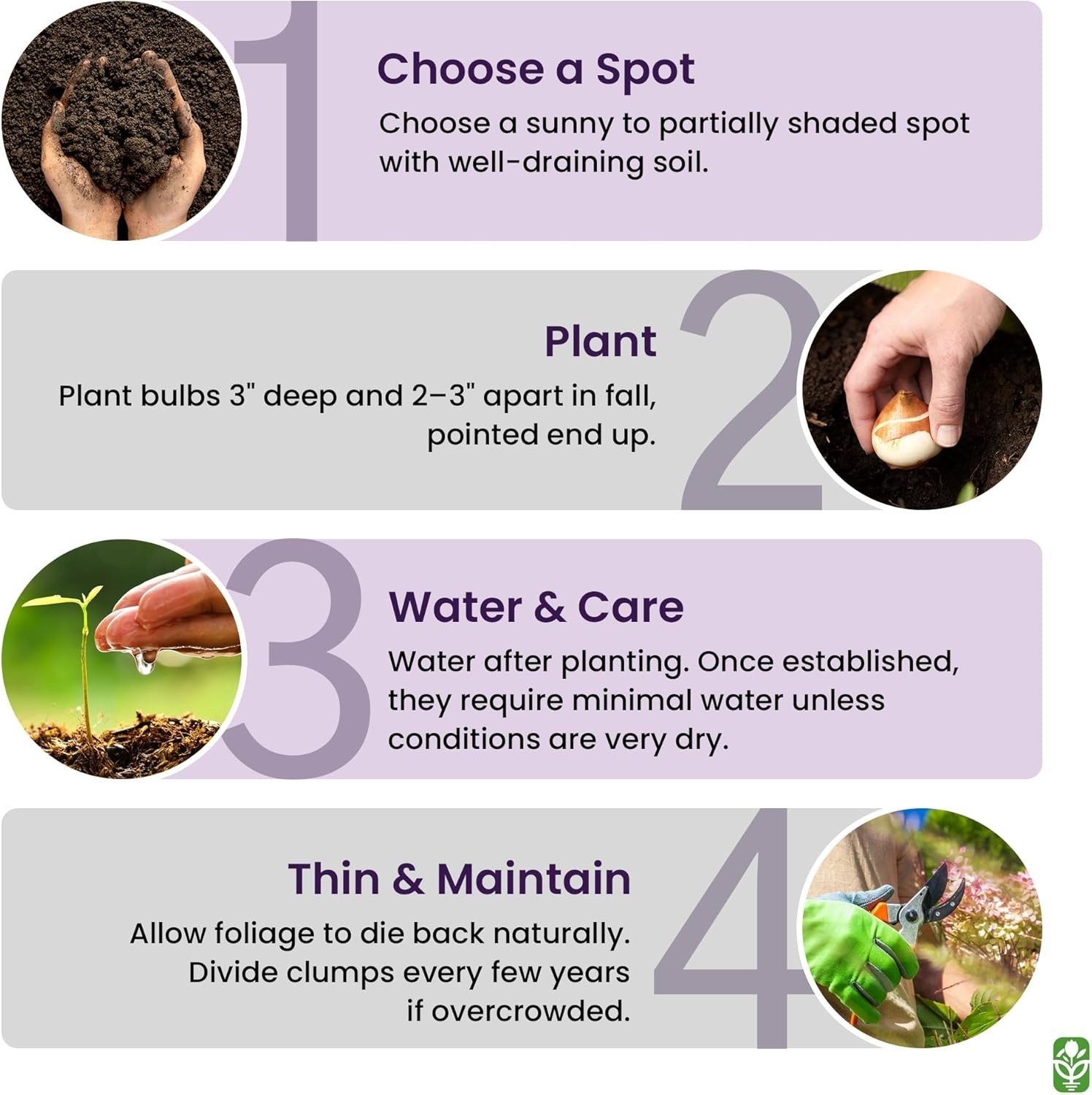 Guaranteed Germination – 15 Grape Hyacinth Bulbs for Colorful Spring Gardens