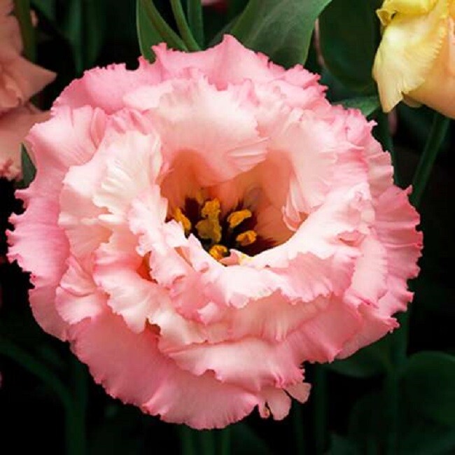 Lisianthus Seeds Corelli Apricot 25 Pelleted Seeds Cut Flower Seeds