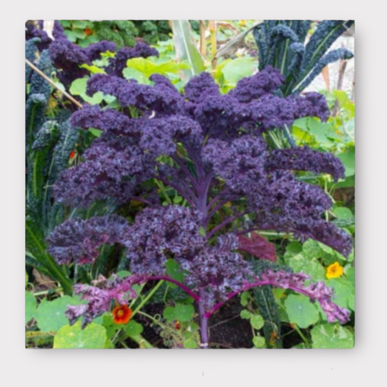 Sow The Magic – Scarlet Kale Seeds – Tarot Seeds Gift Packet