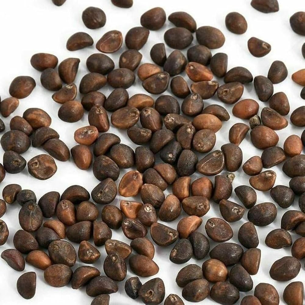 Kolmi Shak Seeds ( 20 Grams ) Water Spinach seeds, Indian Water Spinach