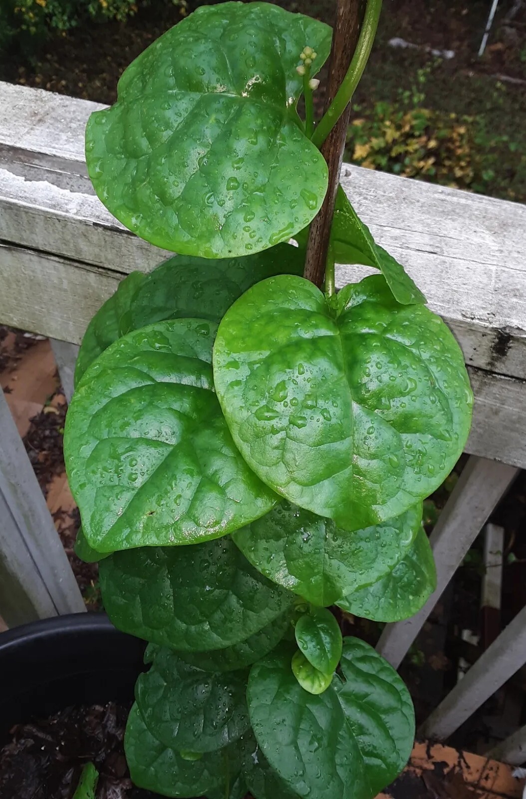 25+Green Malabar Spinach seeds(Asian spinach, MongToi Mu er cai ,Vine Spinach).