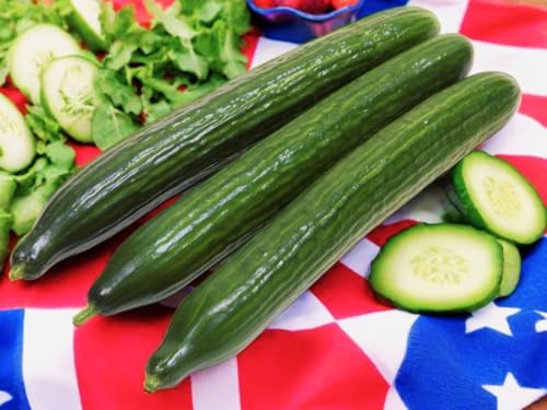 – English Telegraph Improved Burpless Cucumber (English Cucumber) 30+ Count