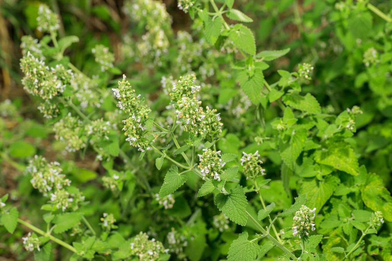 200 Lemon LEMONY CATNIP Nepeta Cataria Citrodoria Herb Flower Seeds