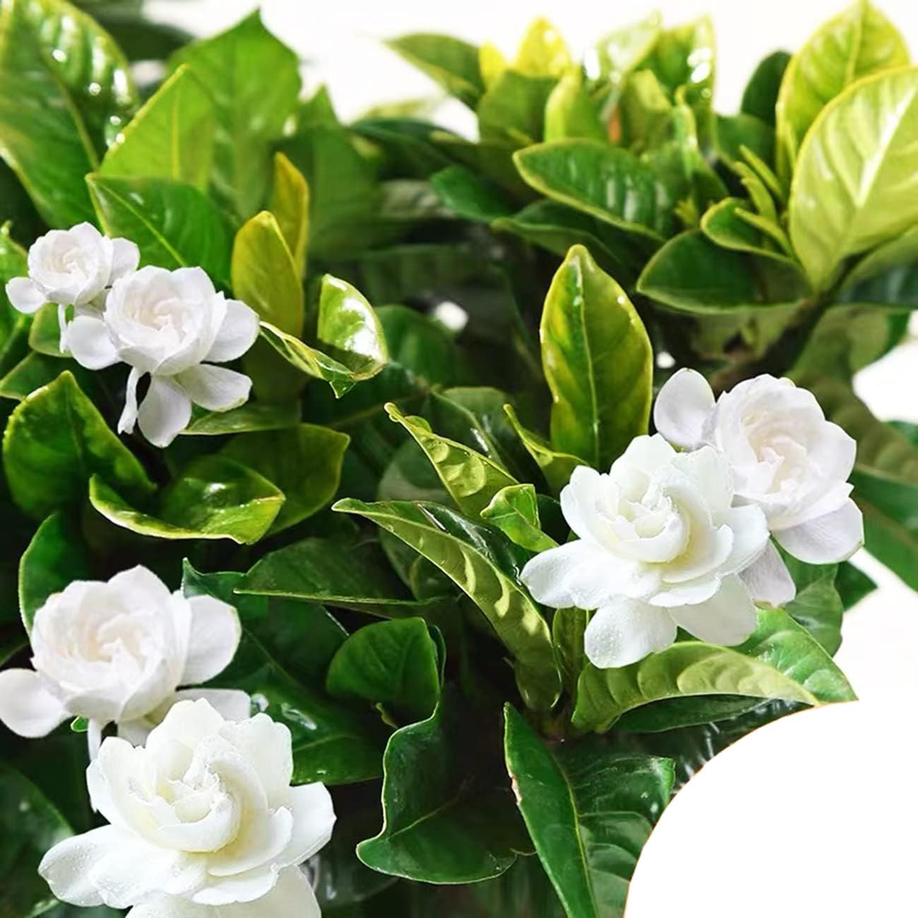 300+ Gardenia Seeds Cape Jasmine Flower Seed for Home Garden Planting