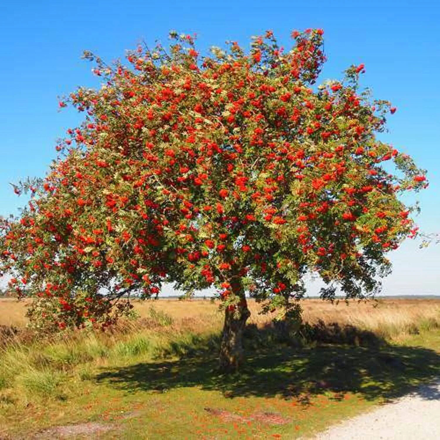 10 Mountain Ash Seeds for Planting Sorbus Aucuparia