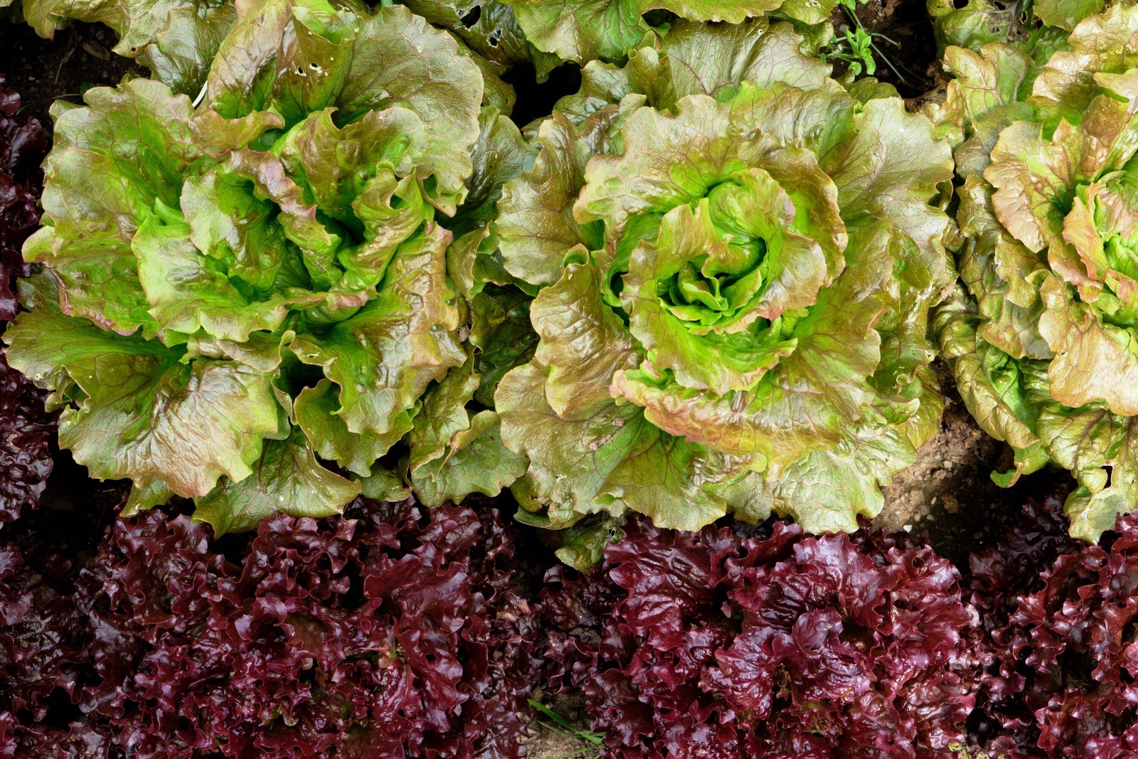 3000 BRONZE MIGNONETTE LETTUCE Butterhead Lactuca Sativa Vegetable Seeds *CombSH