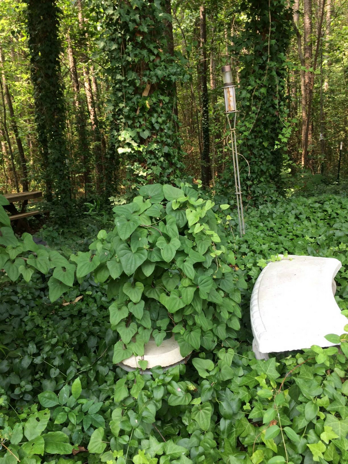 Potato Vine Heart Shaped Leaves Cinnamon Scent Perennial 10 + SEEDS USA Grown
