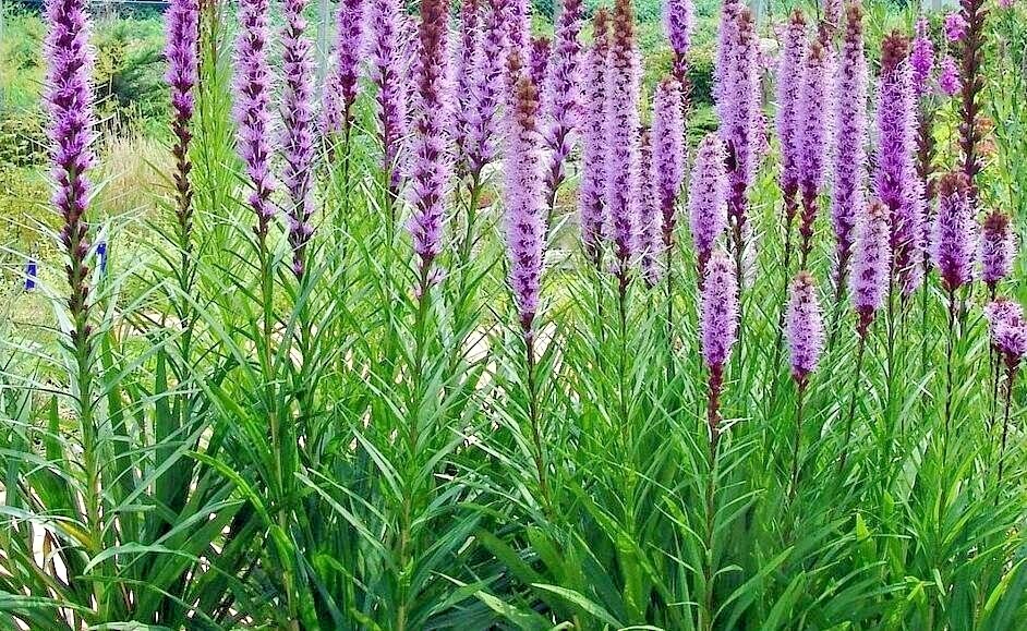 100+ MARSH Dense BLAZING STAR Seeds Gay Feather Native Wildflower Pollinators