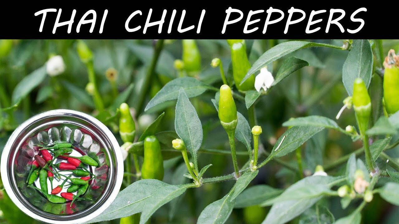 Multi hot pepper seed-pak 6 EZ varieties non-gmo heirloom BIG FLAVOR!!
