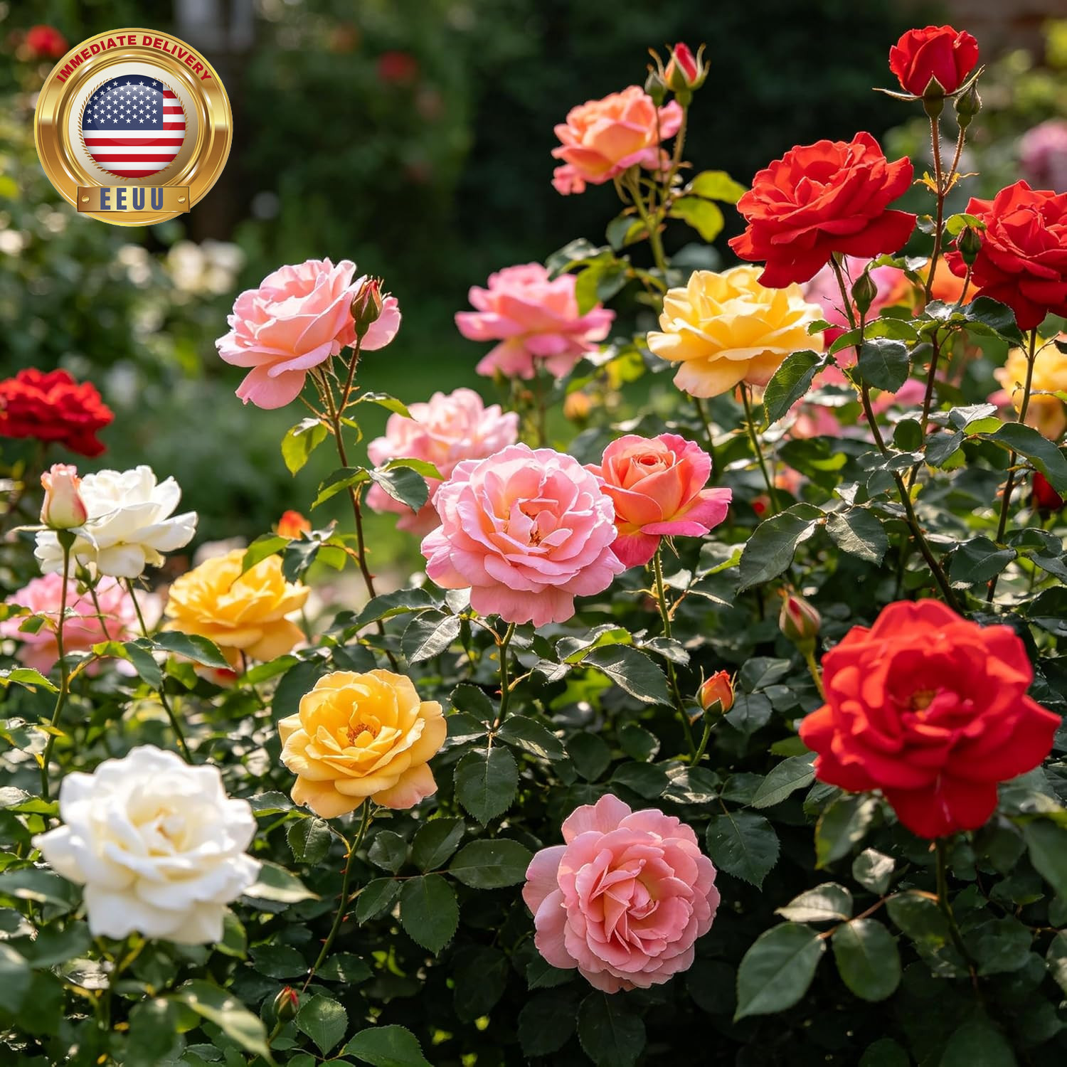 Carpetc 300+ Mixed Rose Seeds for Planting, Fragrant Perennial Shrub, Rosa Flowe