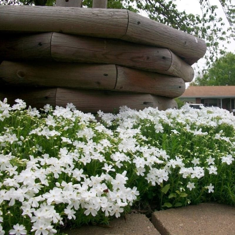 100+ Snowflake Creeping Phlox Seeds for Garden Planting – USA – FREE SHIPPING!