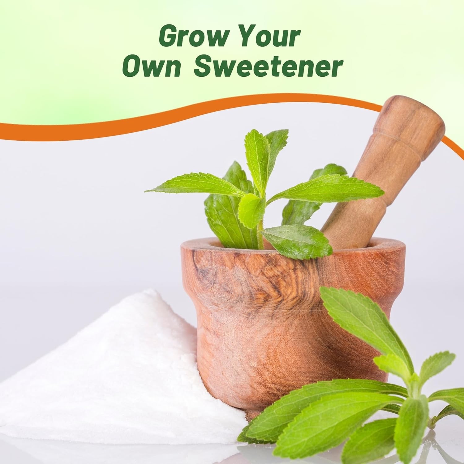 50 Seeds Stevia Seed – Sweet Leaf Herb Seeds