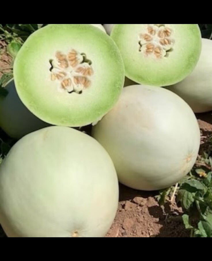 25 Seeds Premium Green Flesh Honeydew Fresh Heirloom