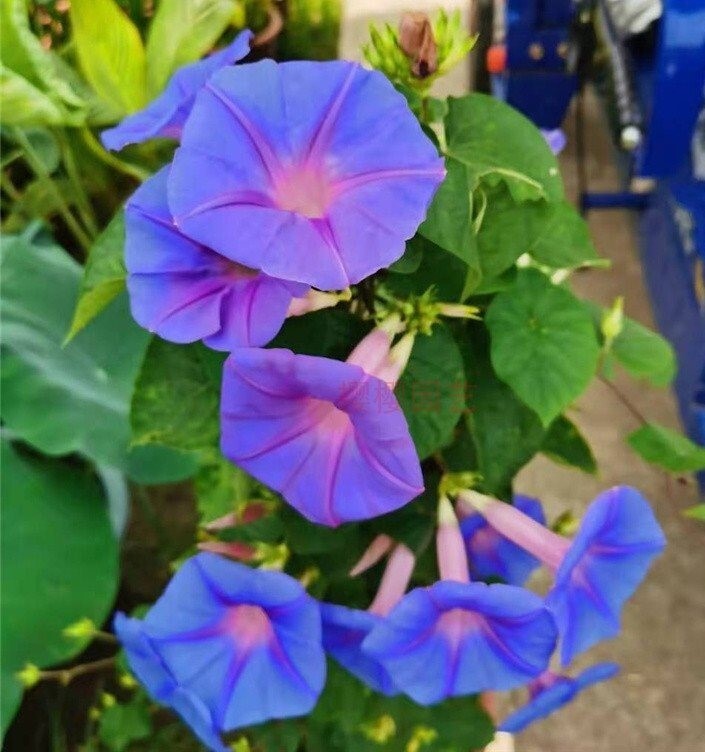 50+Heavenly Blue Star Morning Glory Seeds Climbing Vine Flower Fence Garden USA