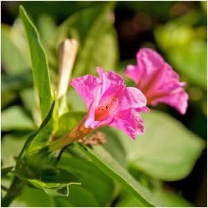 Pink Four O’ Clock Seeds For Planting (Mirabilis jalapa)