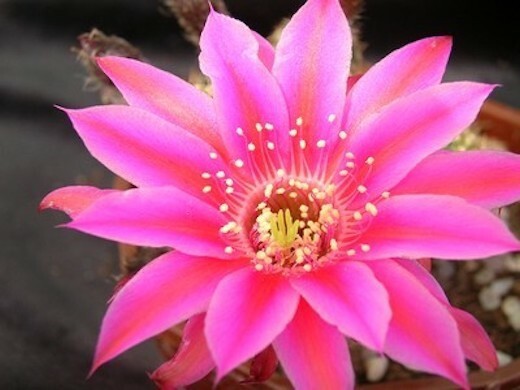 Chamaelobivia (Peanut Cactus) “Stardust” Cactus Seeds (100 Seeds)