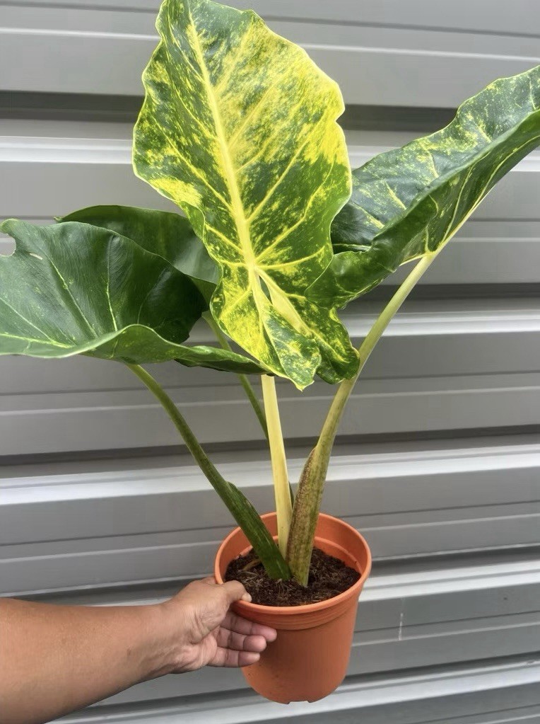 AUTHENTIC Alocasia Guinea Gold 916 1 bulbs