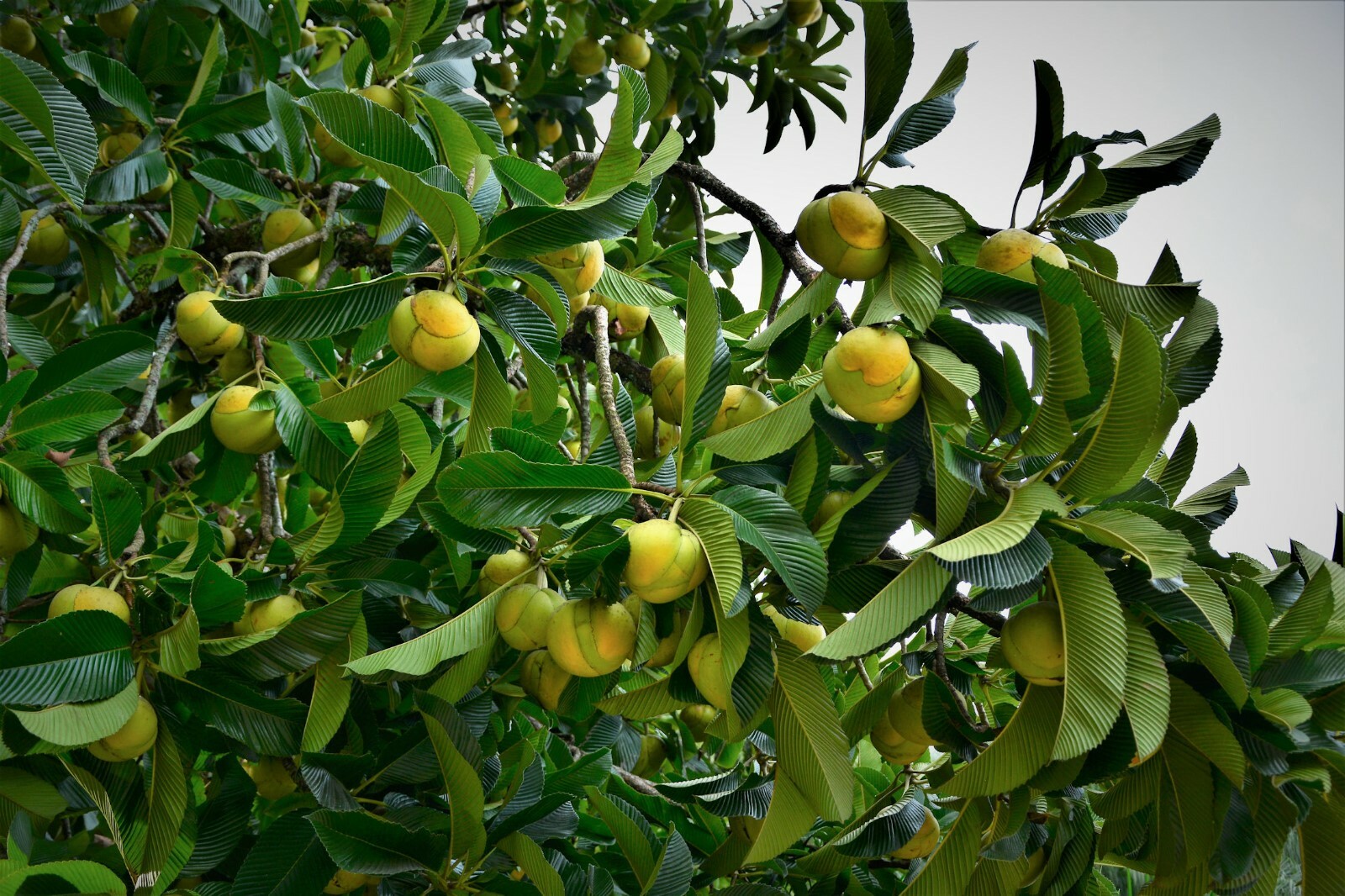 10 Premium Seeds Elephant Apple Tree Ornamental Tropical Dillenia indica