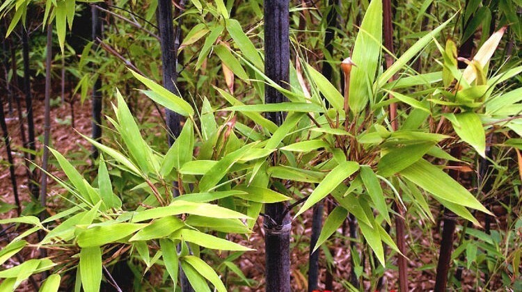 50+Black Bamboo seeds Bamboo Bonsai Garden Home Decoration Cold Resistance USA