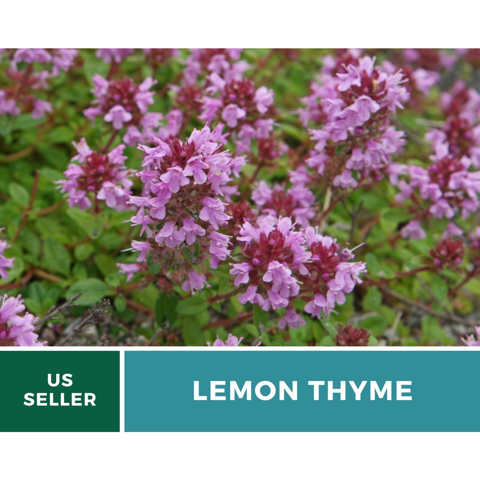 Thyme, Lemon seeds – Heirloom Herb (Thymus pulegioides) – Aromatic and Flavorful