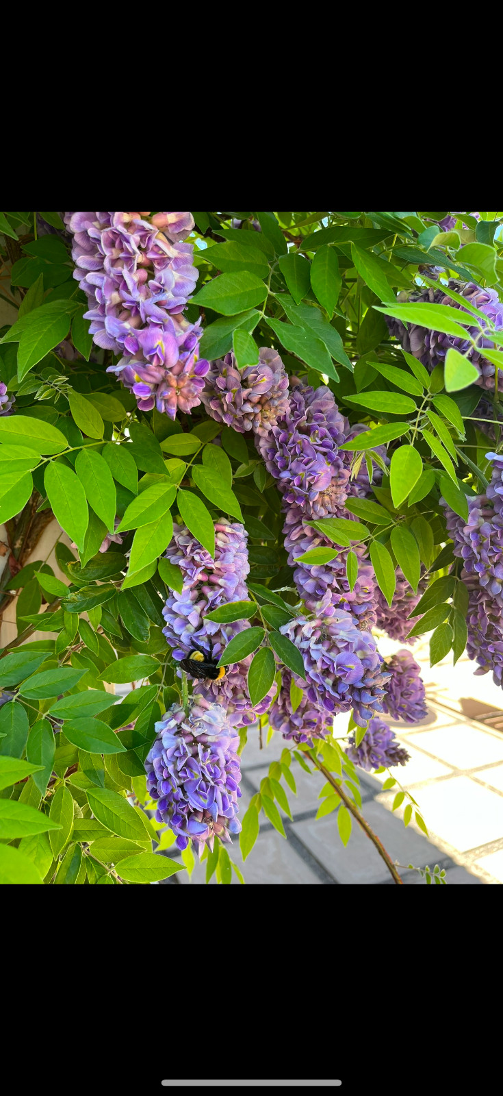 Lavender wisteria seeds 3pk