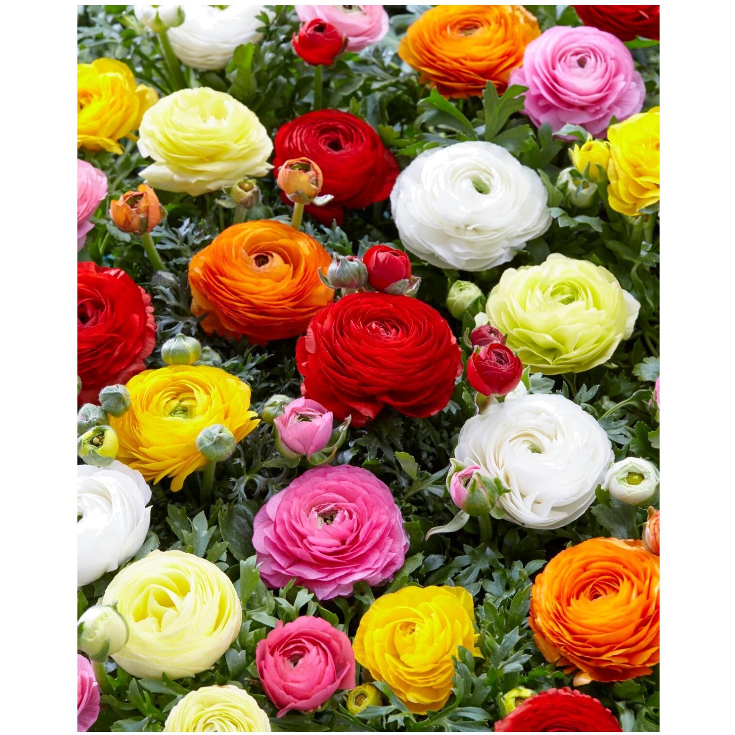 12 Large Peony Ranunculus Bulbs – Vibrant Multi-Color Blooms for Your Garden