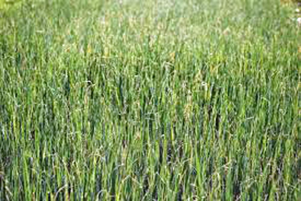 ALFALFA SPROUTS,HEIRLOOM, NON-GMO, 500 ALFALFA SPROUT SEEDS