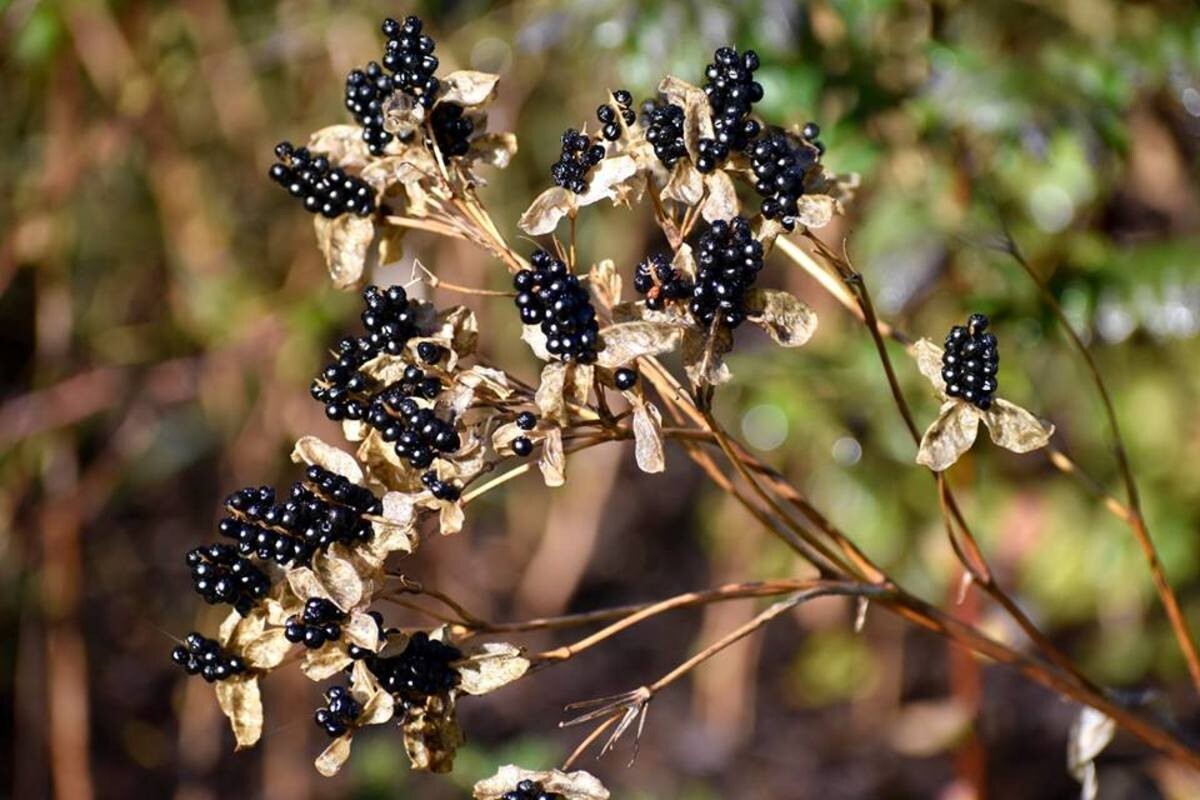 30+ organic Blackberry Lily seeds ( Belamcanda chinensis / iris domestica)