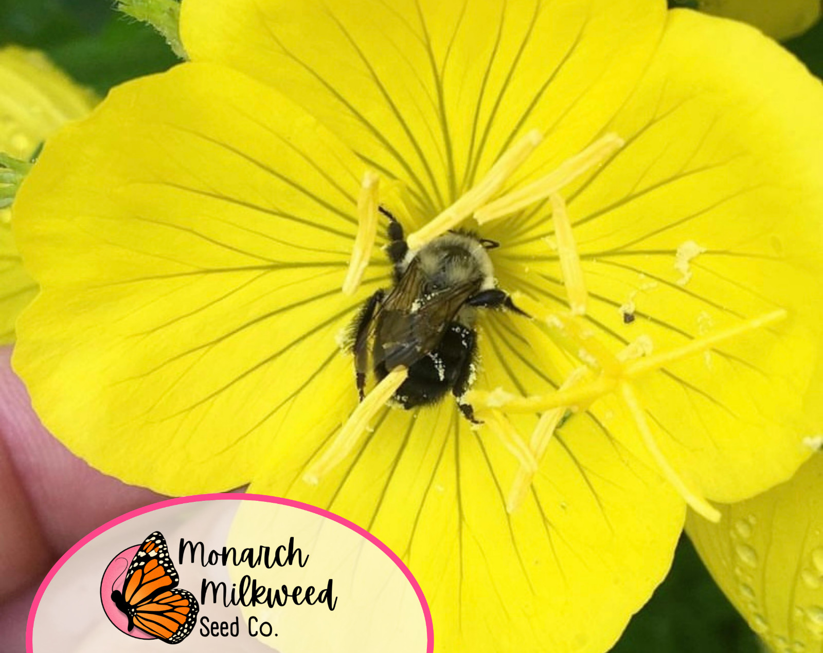 3500+ Yellow Evening Primrose Seeds | Native Flower Gardening Seed Packet, USA