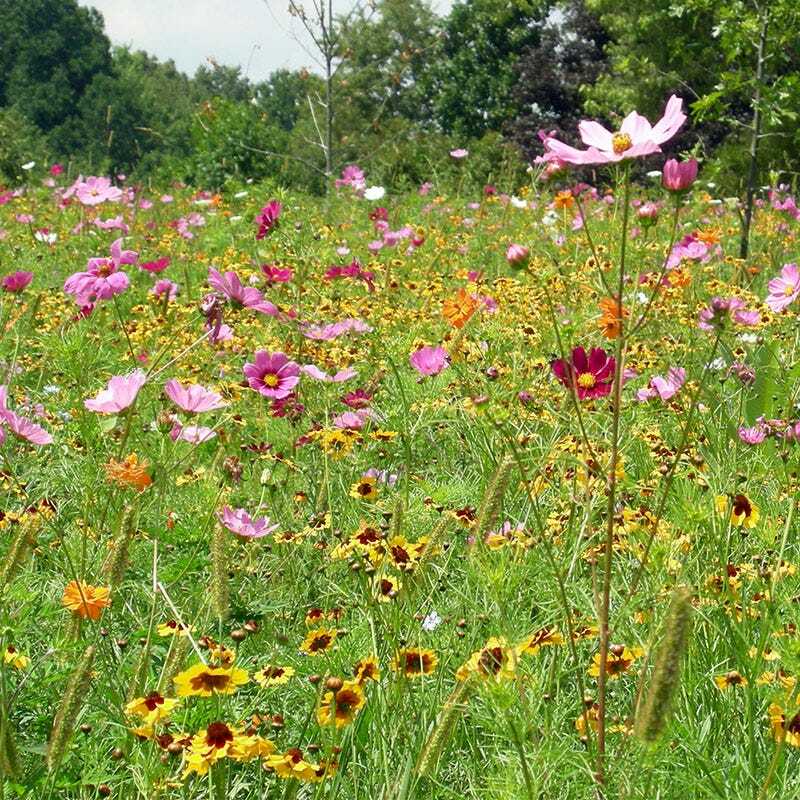 Landscaper’s Pack DROUGHT RESISTANT Wildflower Mix Pollinator Garden 3000 Seeds
