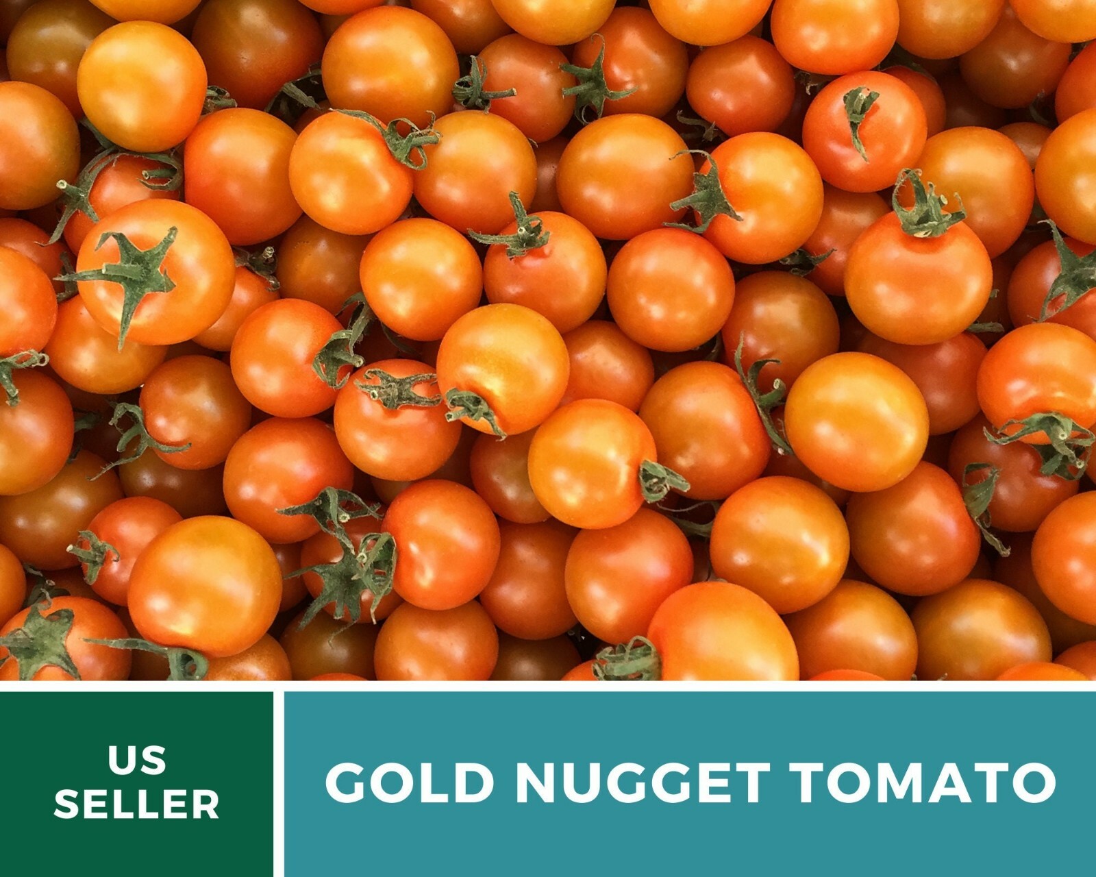 Tomato, Gold Nugget – Heirloom Seeds – Easy to Grow – GMO Free (Solanum lycopers